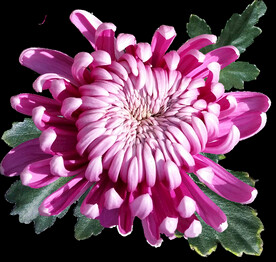 鲜花