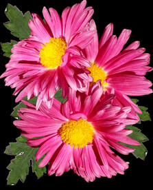 鲜花