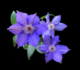 鲜花