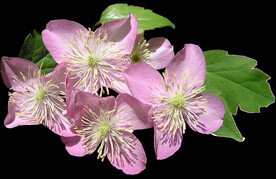 鲜花