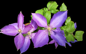 鲜花