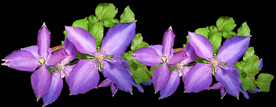 鲜花