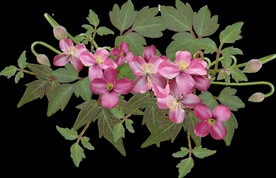 鲜花