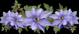 鲜花