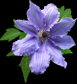 鲜花