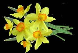 鲜花