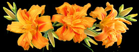 鲜花