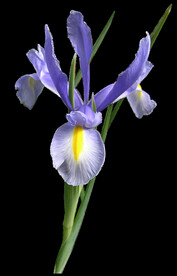 鲜花