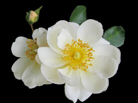 鲜花