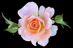 玫瑰花