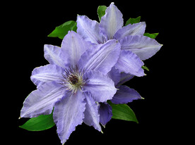 鲜花