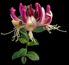鲜花