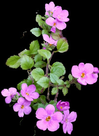 鲜花