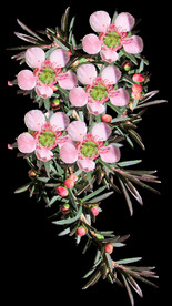 鲜花