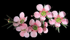 鲜花