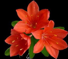 鲜花