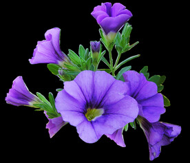 鲜花