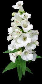 鲜花