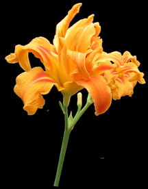 鲜花