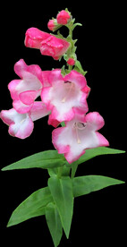 鲜花