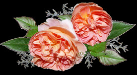 鲜花