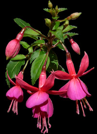 鲜花