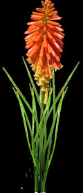 鲜花
