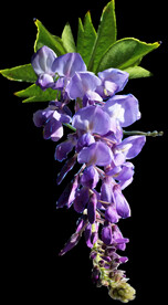 鲜花