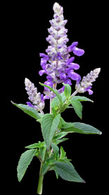 鲜花