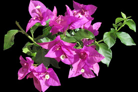鲜花