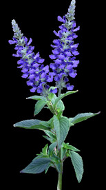 鲜花