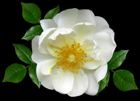 鲜花