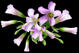 鲜花