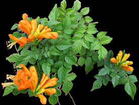 鲜花