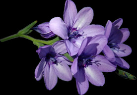 鲜花