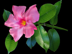鲜花