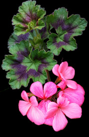 鲜花