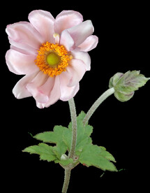 鲜花