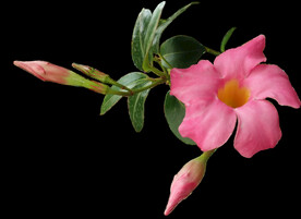 鲜花