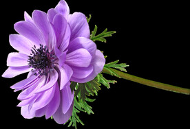 鲜花