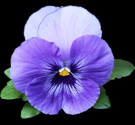 鲜花