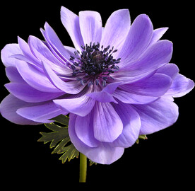 鲜花