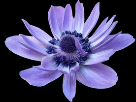 鲜花