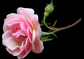 玫瑰花
