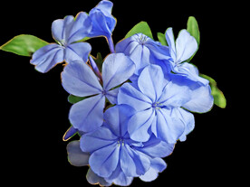 鲜花