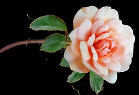 玫瑰花