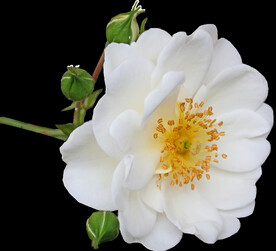 鲜花