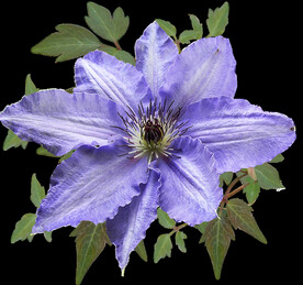 鲜花
