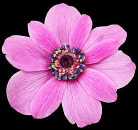 鲜花