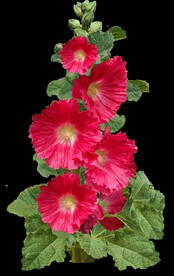 鲜花